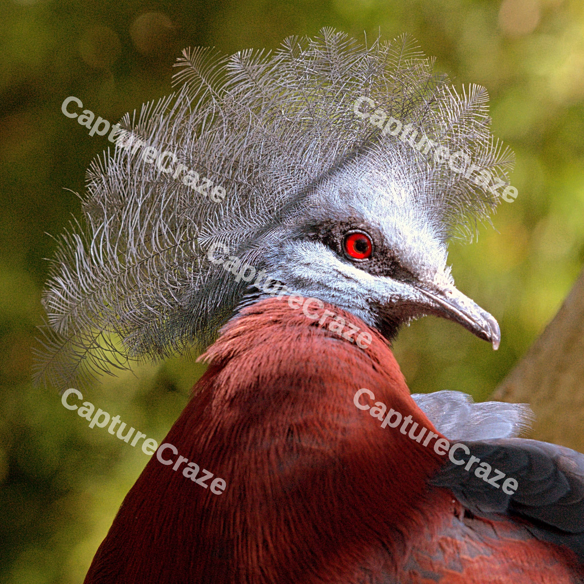 Scheepmaker's crowned Pigeon